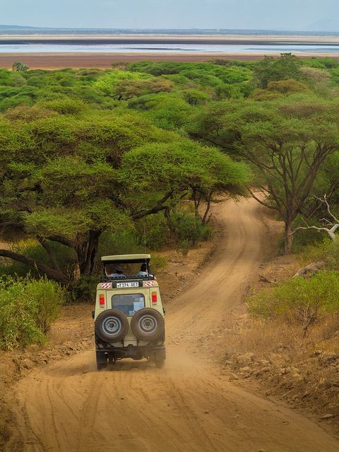坦桑尼亚safari