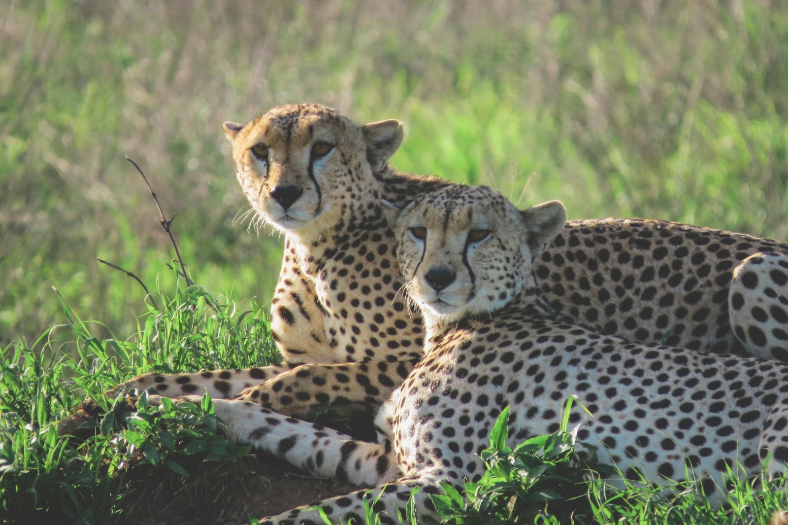 坦桑尼亚safari的预算和一些费用